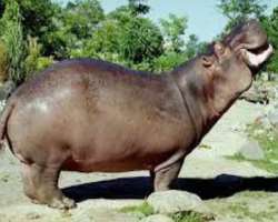 The largest animal in the zoo is The largest animal in the zoo is